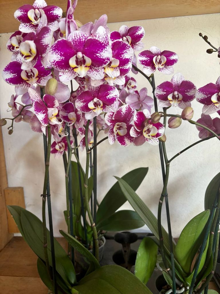 Orquídea Roja y Blanca