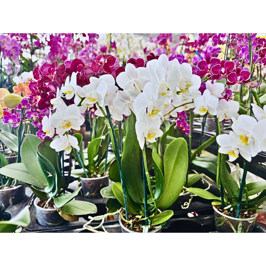 Orquídeas varias